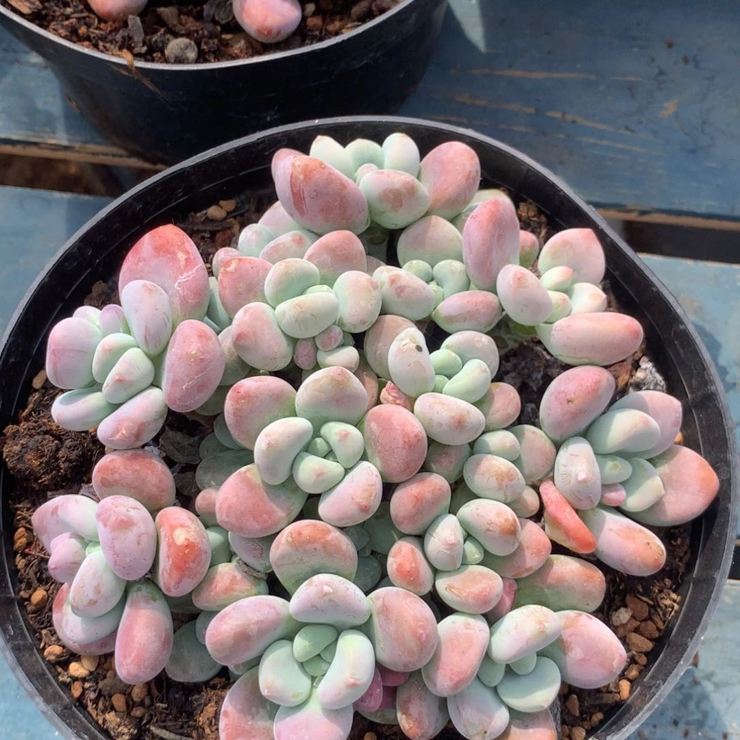 红洛神无砍一物一拍