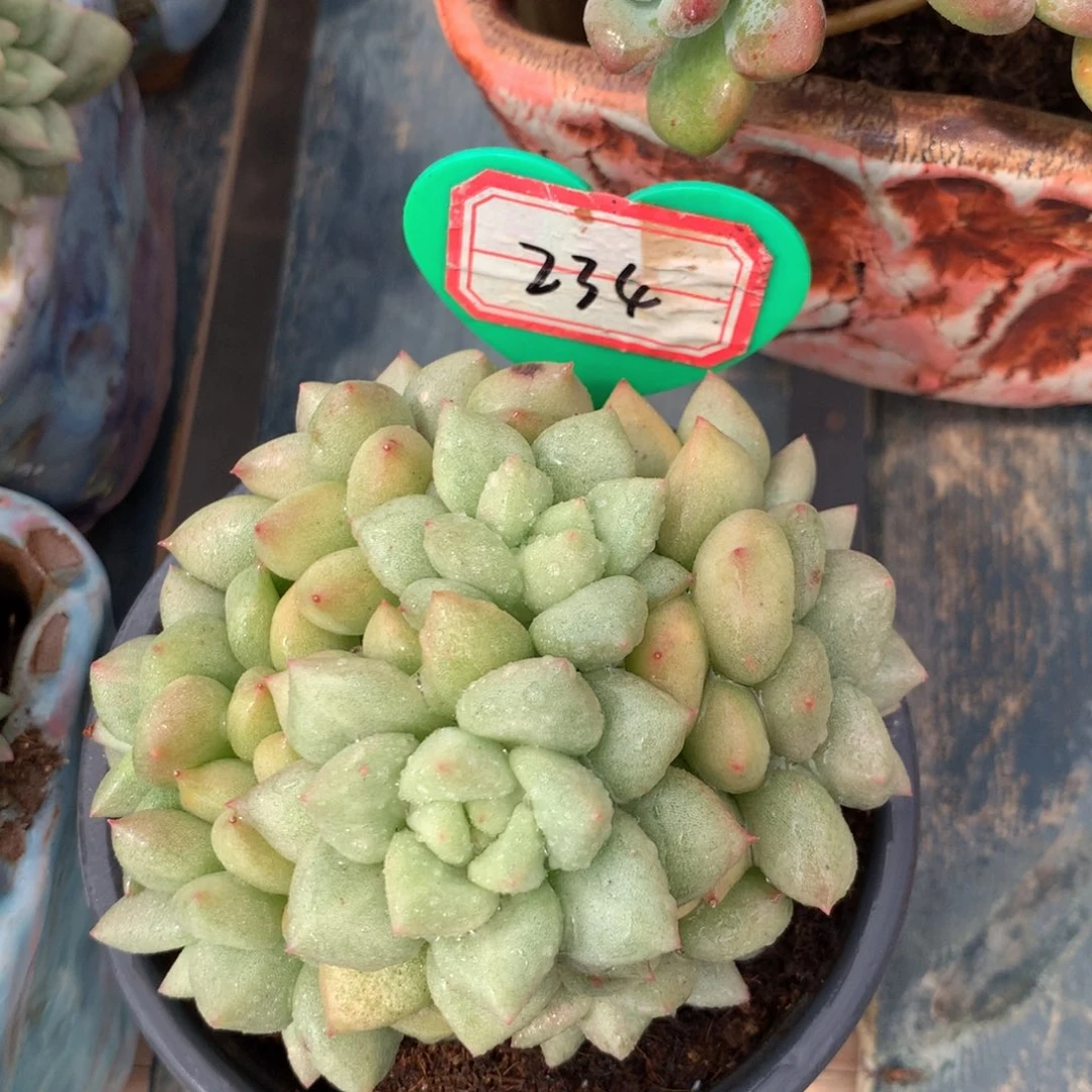 黄金象牙一物一拍