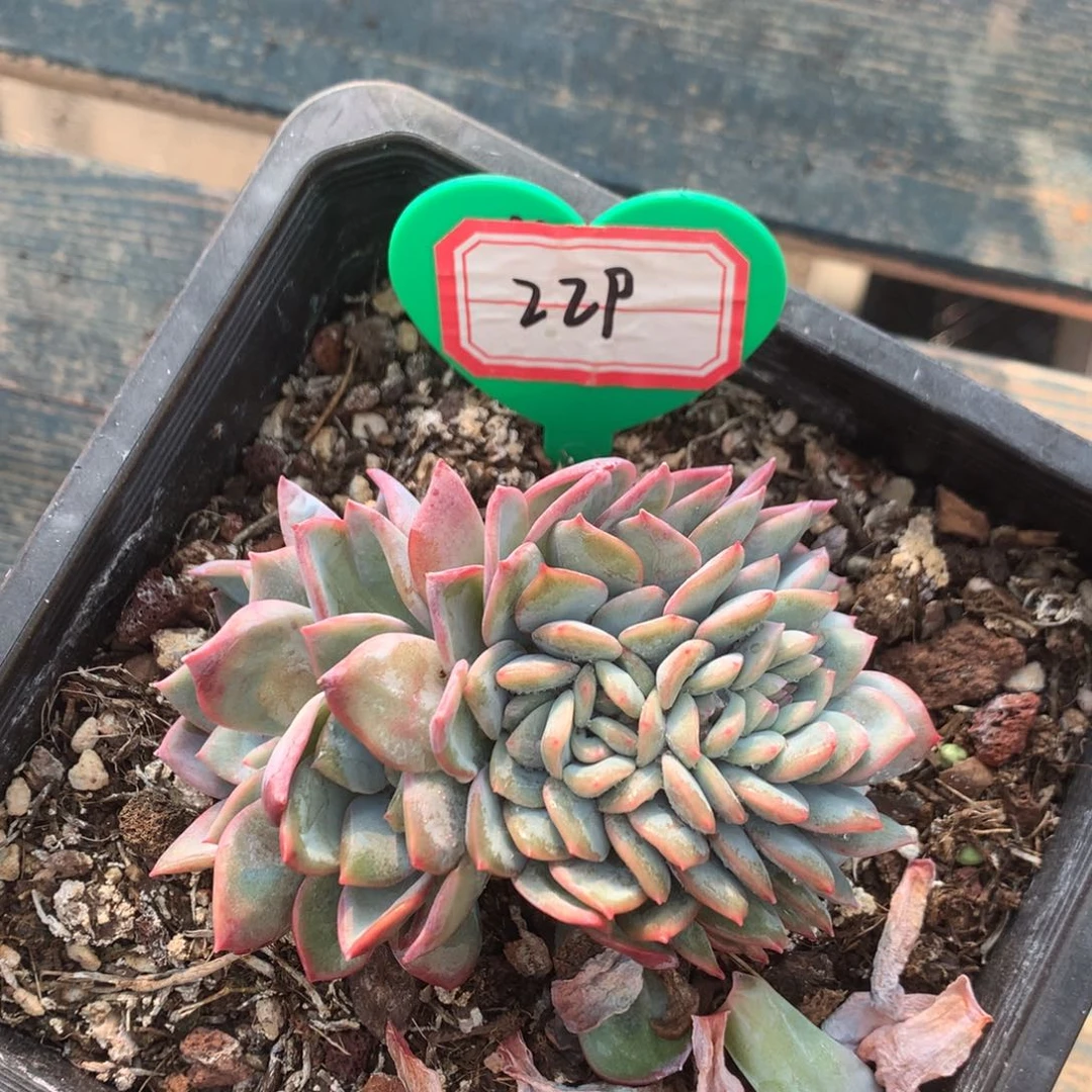 会***早泡芙缀化无砍229