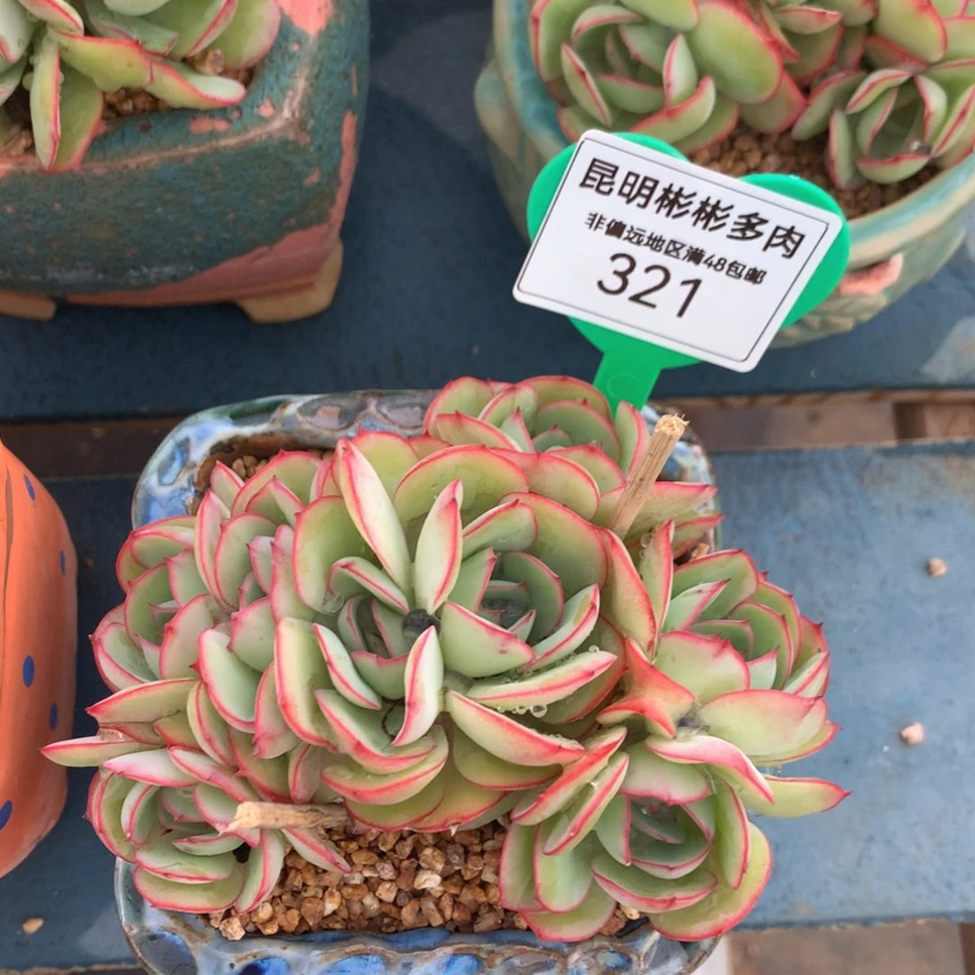 牡丹亭朵朵缀 321