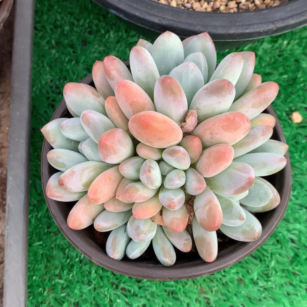 香水老桩无砍一物一拍