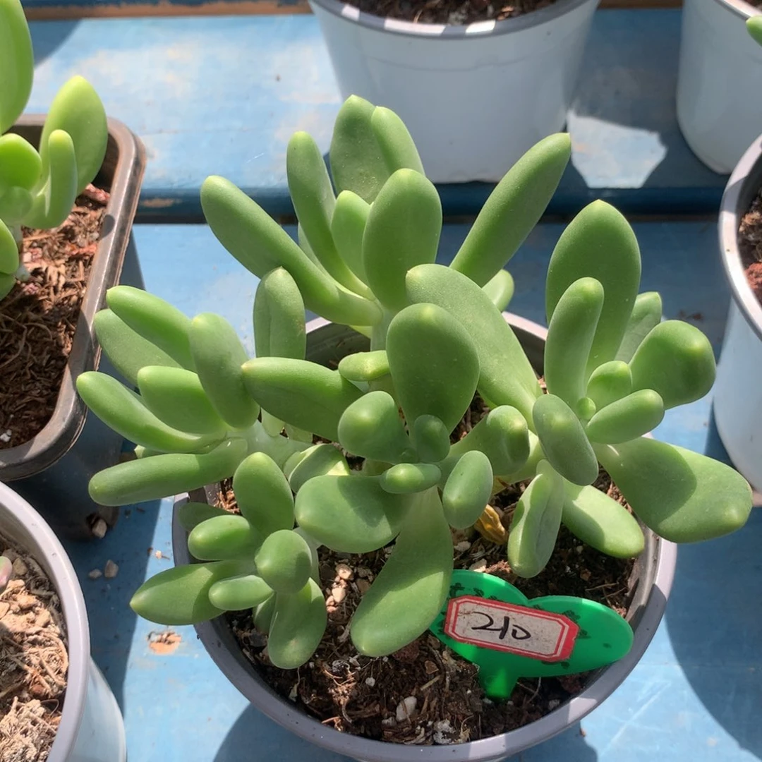 大***?金蚕无砍一物一拍210