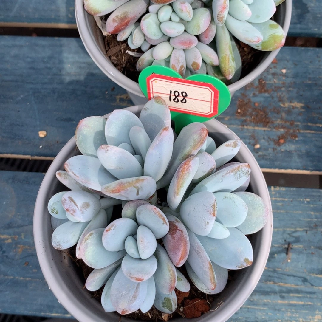 有****?雪美人无砍188