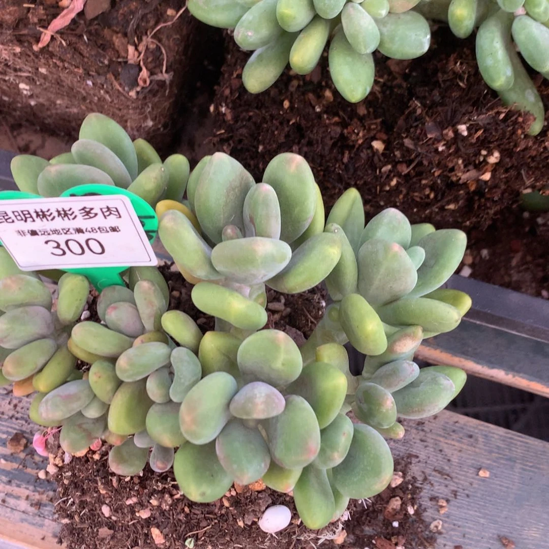 是***吖Kk美人老桩一物一拍300