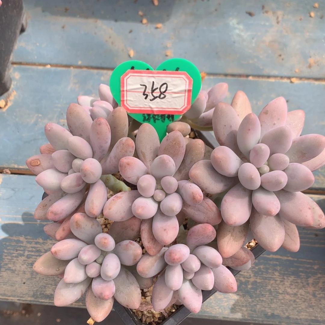 粉色恋人老桩无砍358