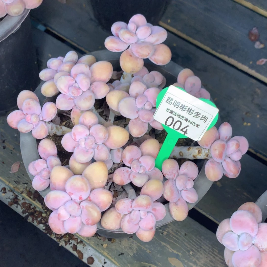 米*腰子蛋老桩一物一拍004