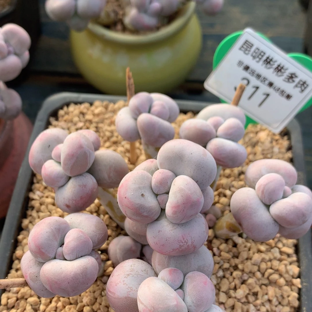 烟美人奶酪一物一拍311