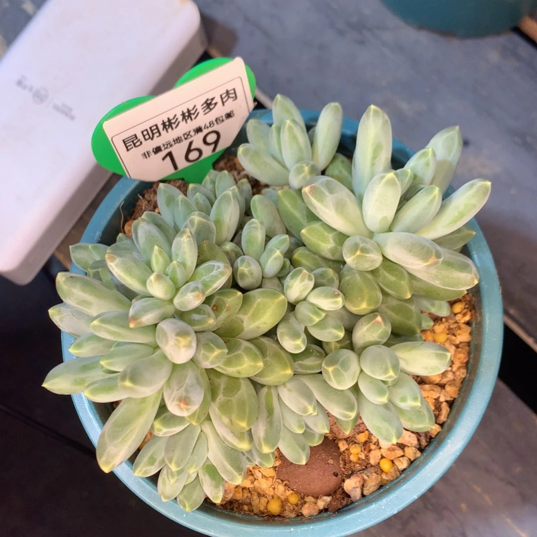 169伊卡鲁斯一物一拍