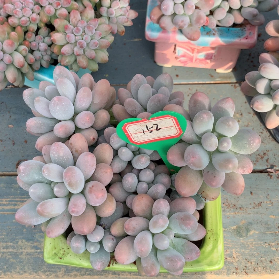 爱****主汤圆老桩无砍寄养152