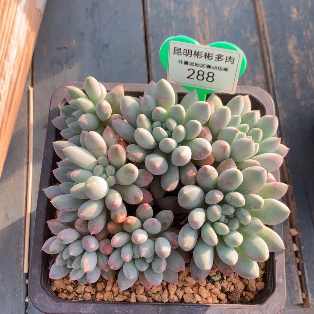 l**y七彩奶糖老桩无砍288