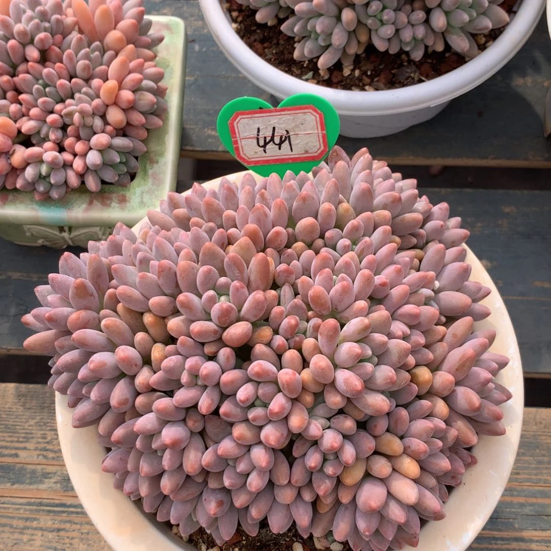 ?星黛露无砍441 一物一拍
