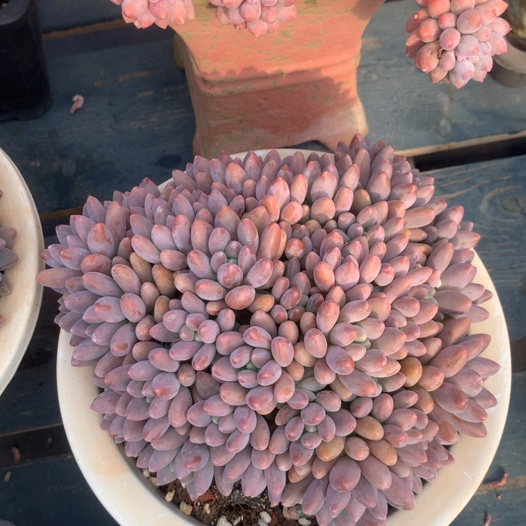 星黛露老桩一物一拍