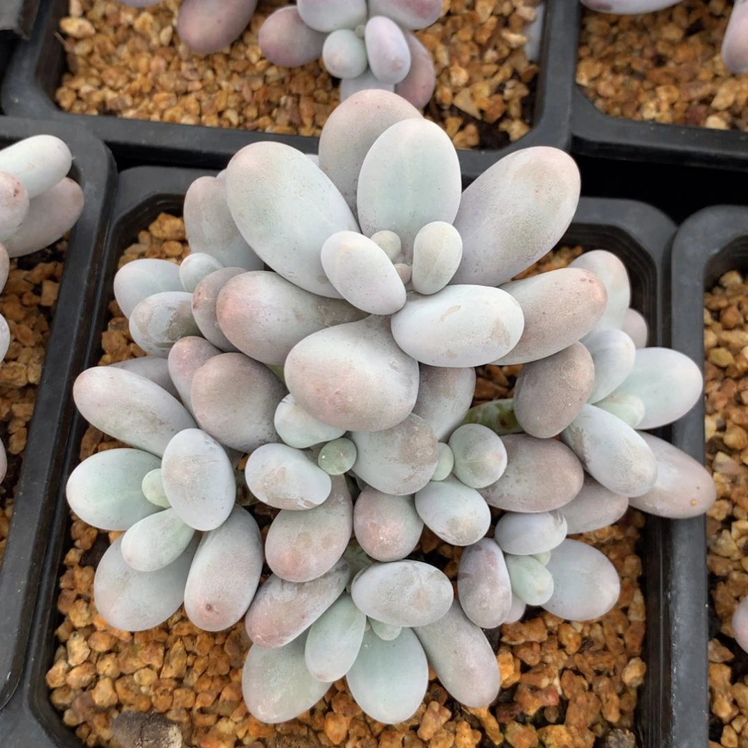 原始奶酪一物一拍