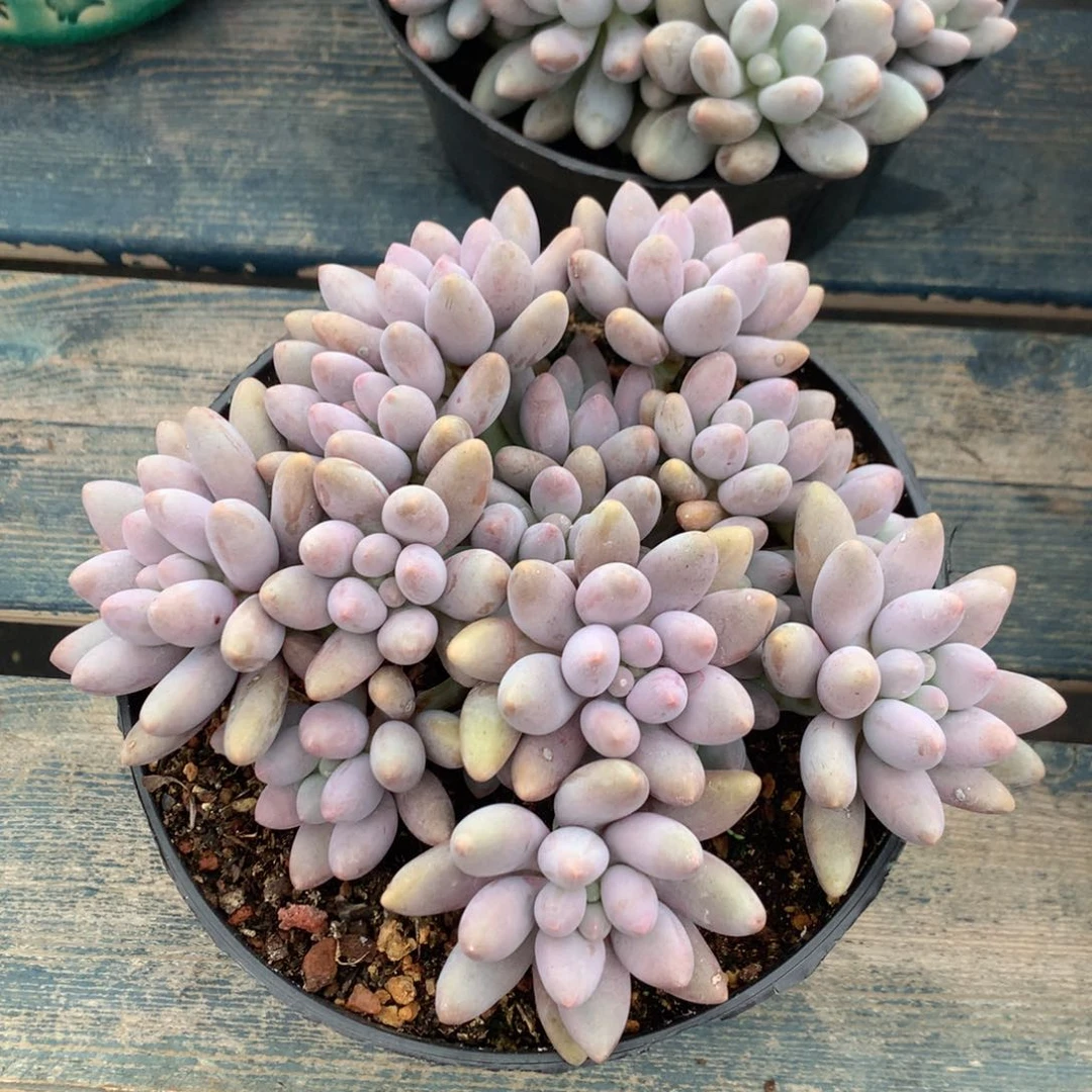 粉色恋人老桩无砍一物一拍