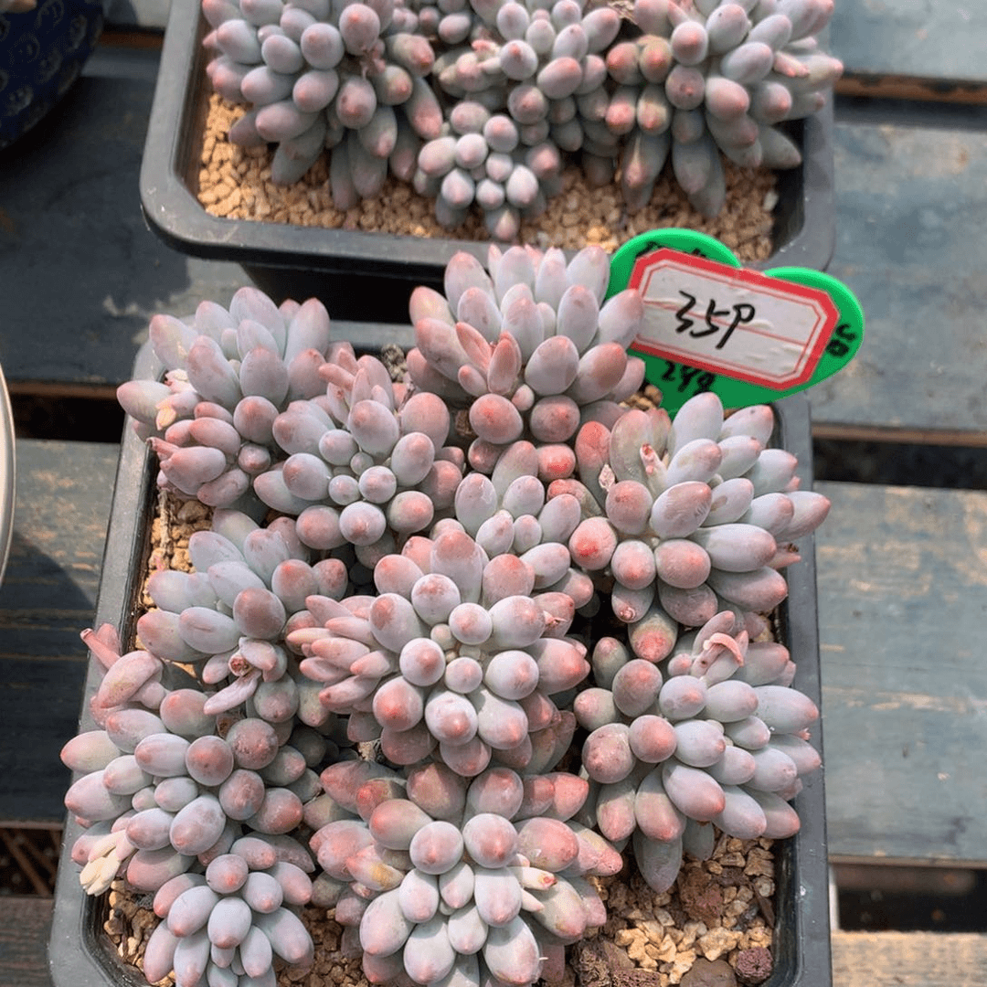 婴儿手指无砍359