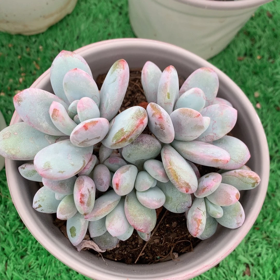 雪美人无砍一物一拍