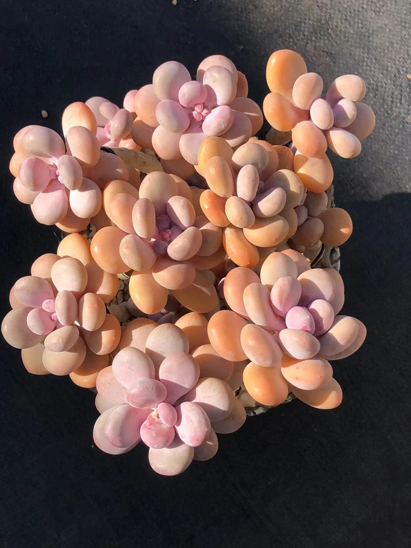 1号多肉一物一拍链接