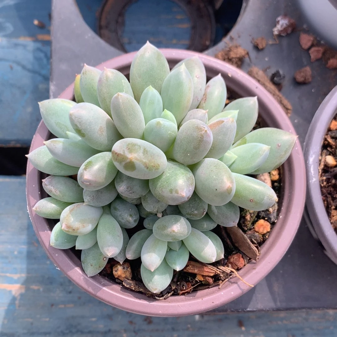 哥特萝莉群生小苗带盆带土