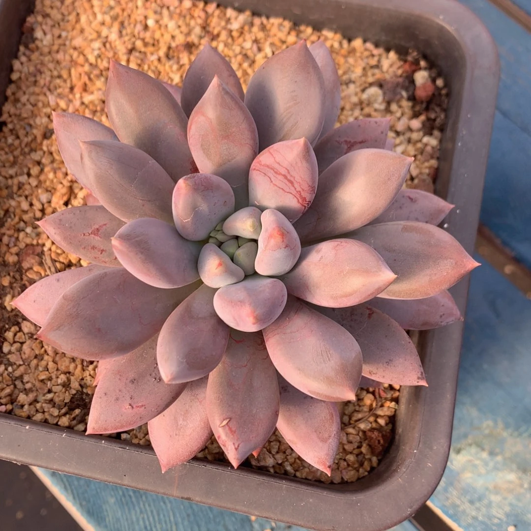 哥特萝莉老桩一物一拍