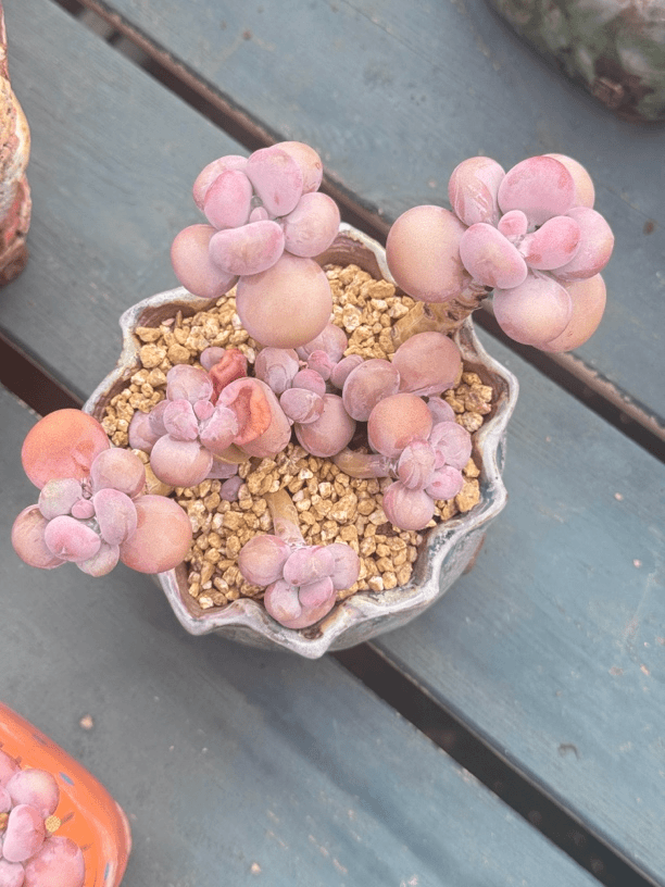 腰子蛋小号老桩多肉植物