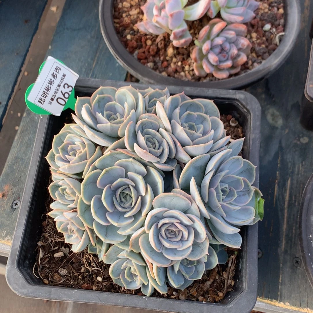 天****?蓝色惊喜老桩一物一拍063