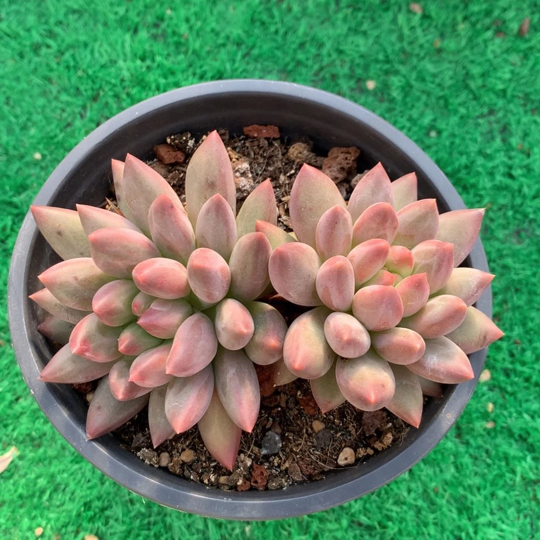水晶球无砍一物一拍