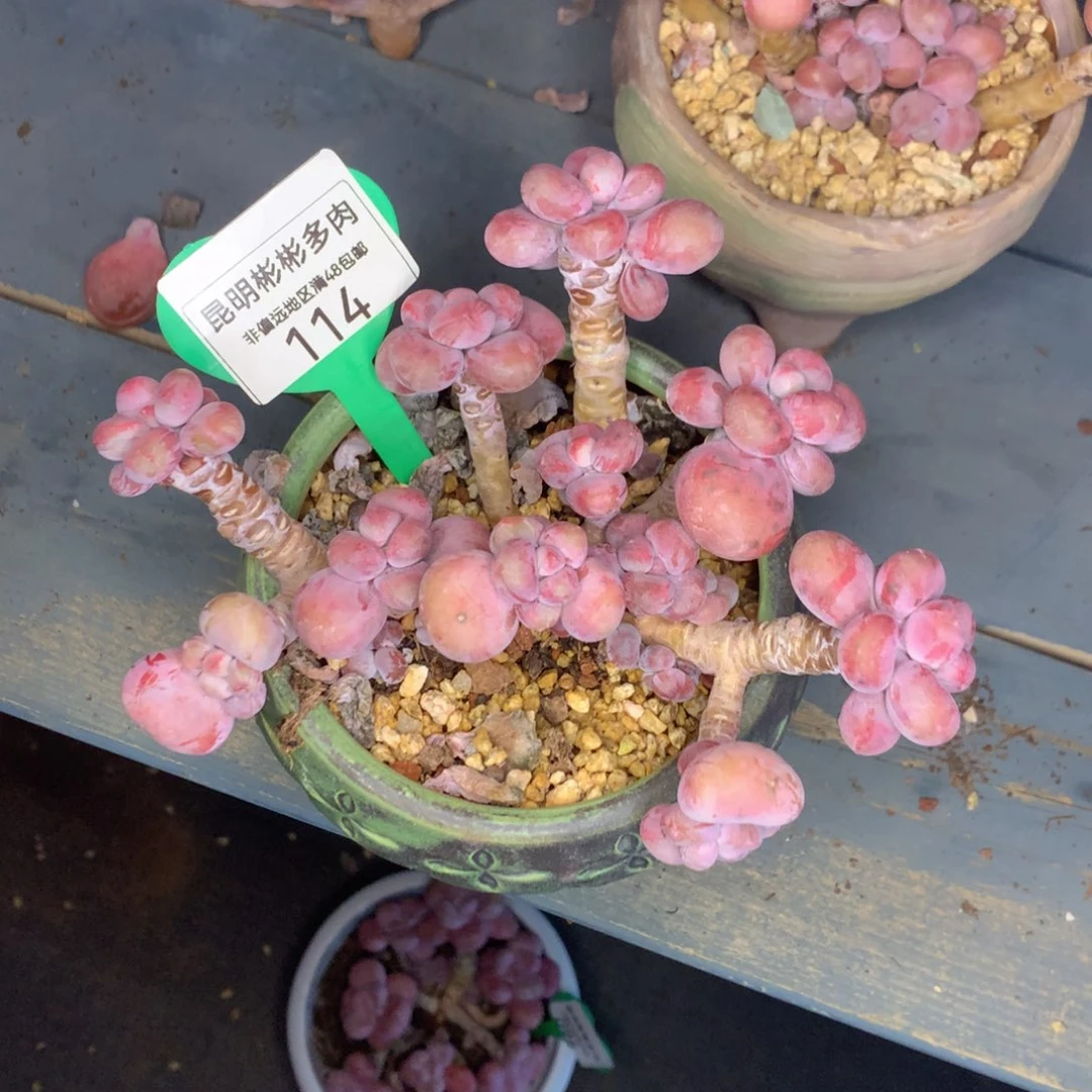 S*腰子蛋老桩一物一拍114