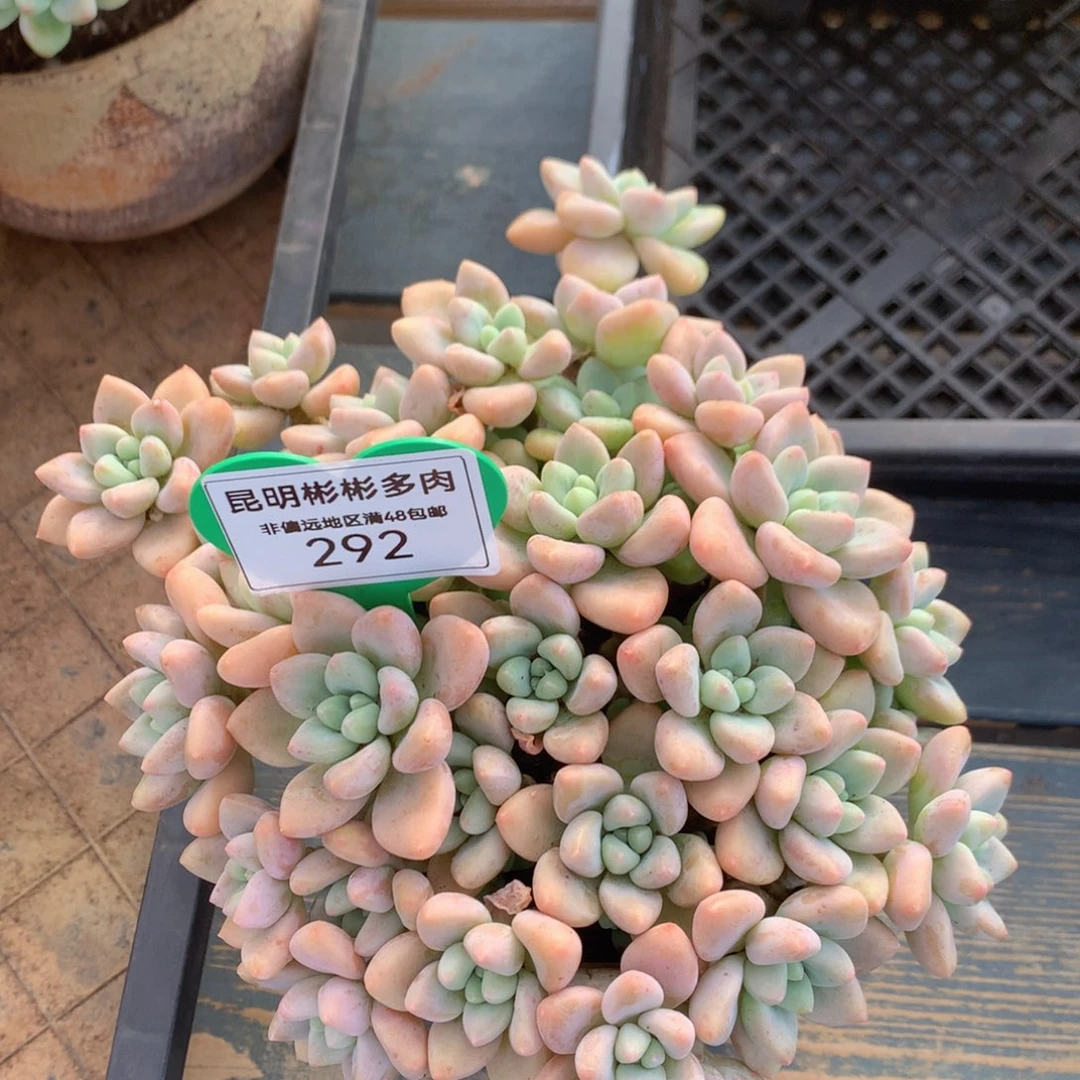 c***f蛋糕奶酪老桩292