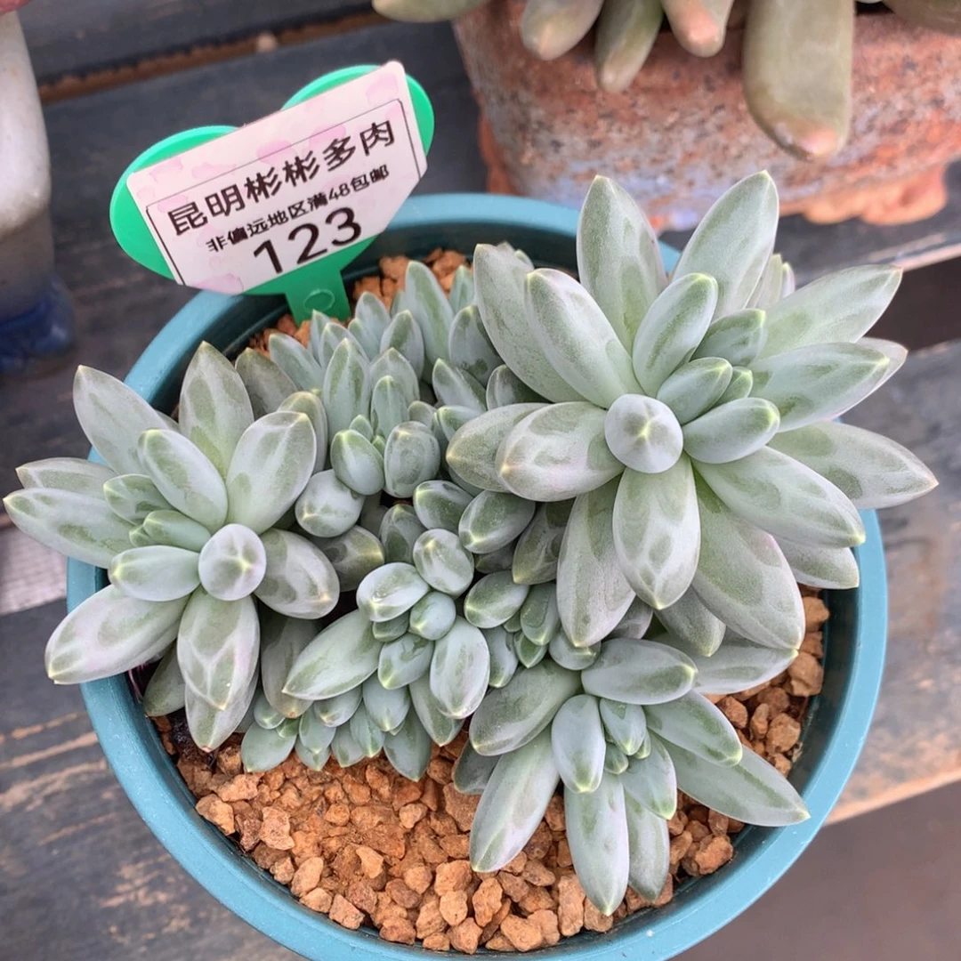 伊卡鲁斯无砍一物一拍123