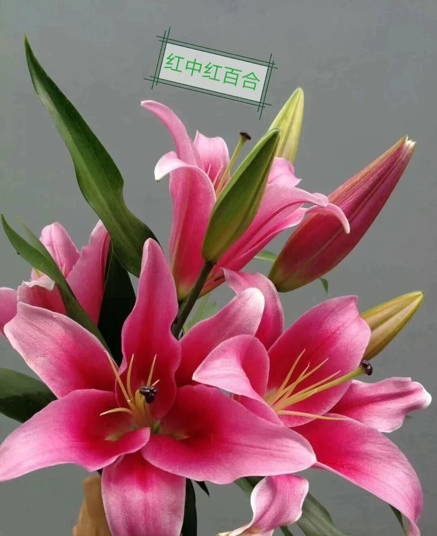 《右芊：稀有红中红香水百合》 云南基地直发水养鲜花同城速递插花
