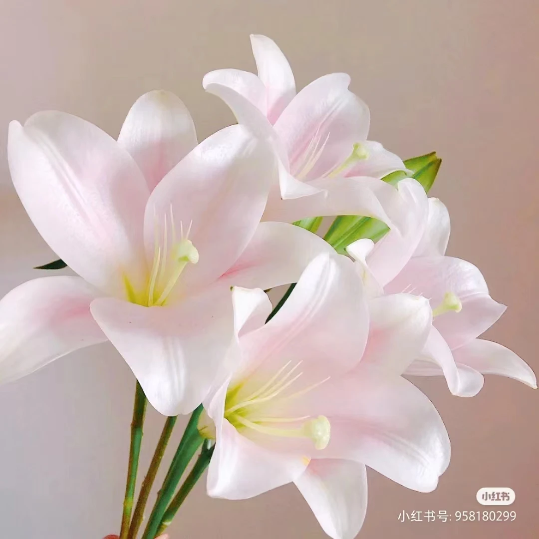 《天鹅劲：白粉铁炮百合）香水百合，，到货慢养（已发出不支持退货）