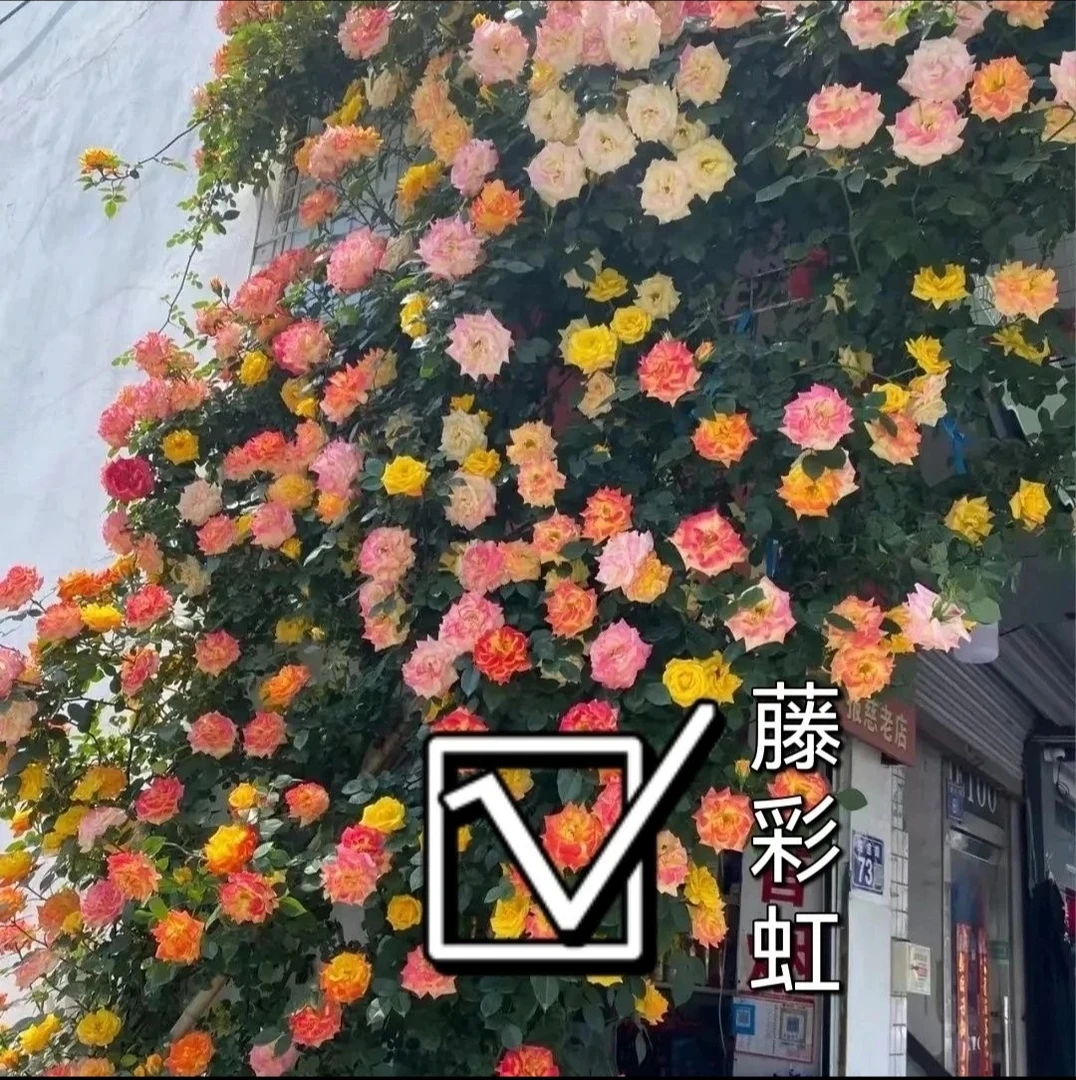 《藤彩虹》藤本月季花苗阳台盆栽多彩爬墙花卉渐变四季开