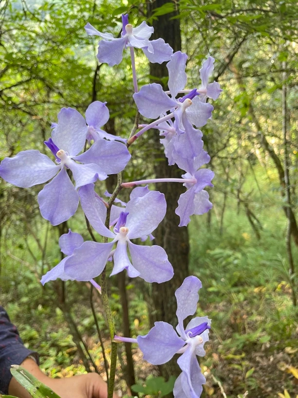 原种蓝花万代兰（一物一拍）