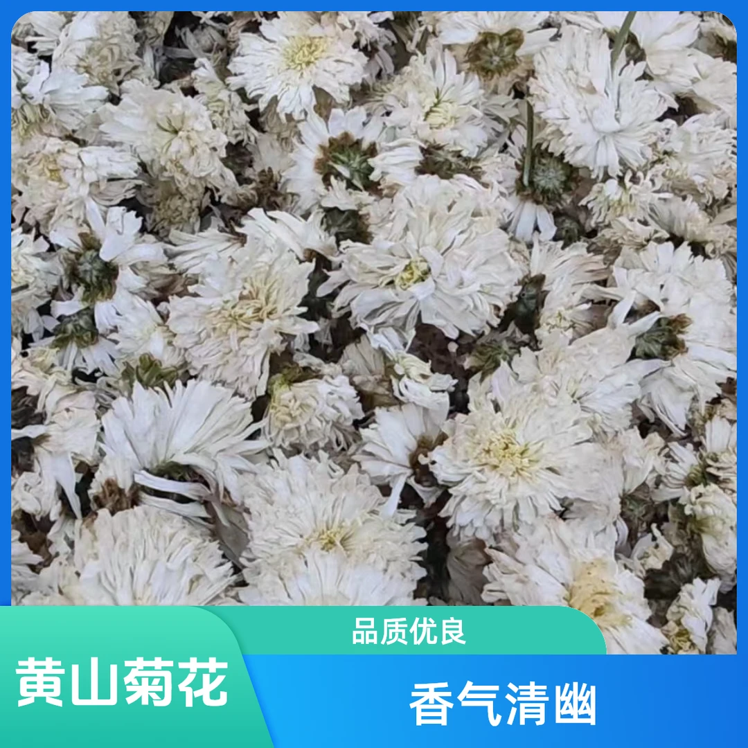正宗黄山白菊花泡茶清香必备