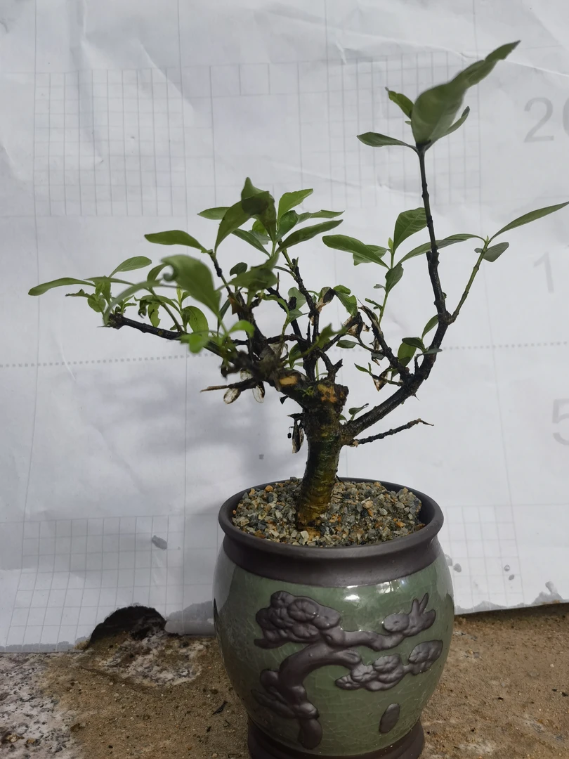 海岛春花石斑木茶台小精品一物一拍