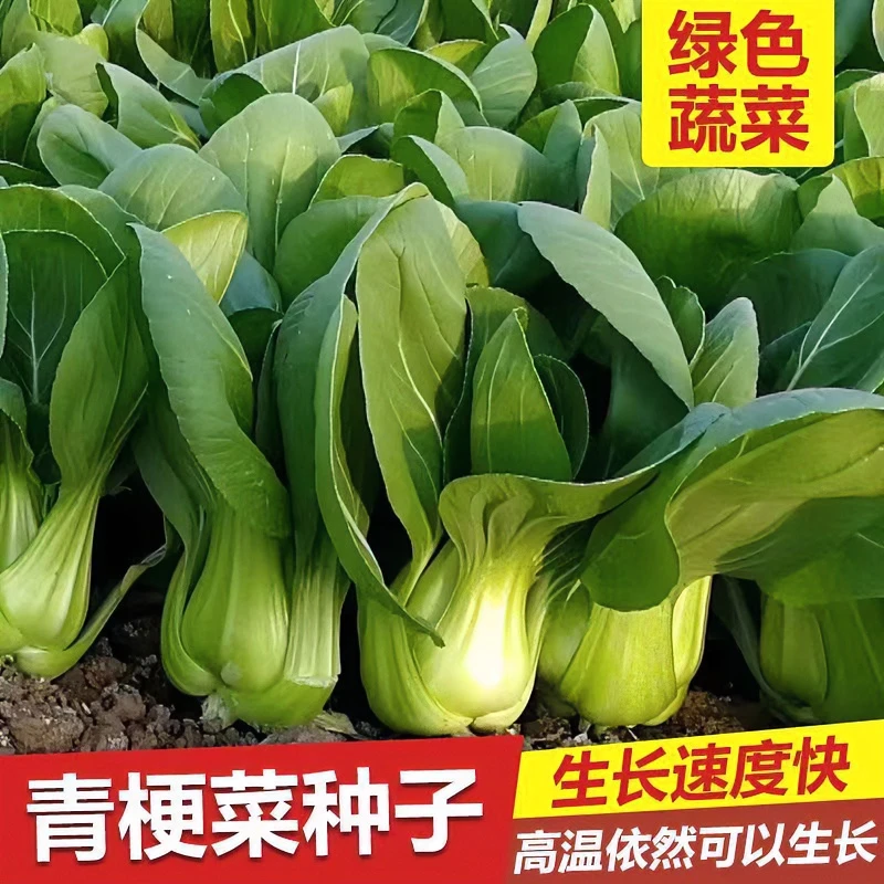 四季青菜种子矮脚上海青菜种子小白菜种子油菜种子菜种耔蔬菜种子