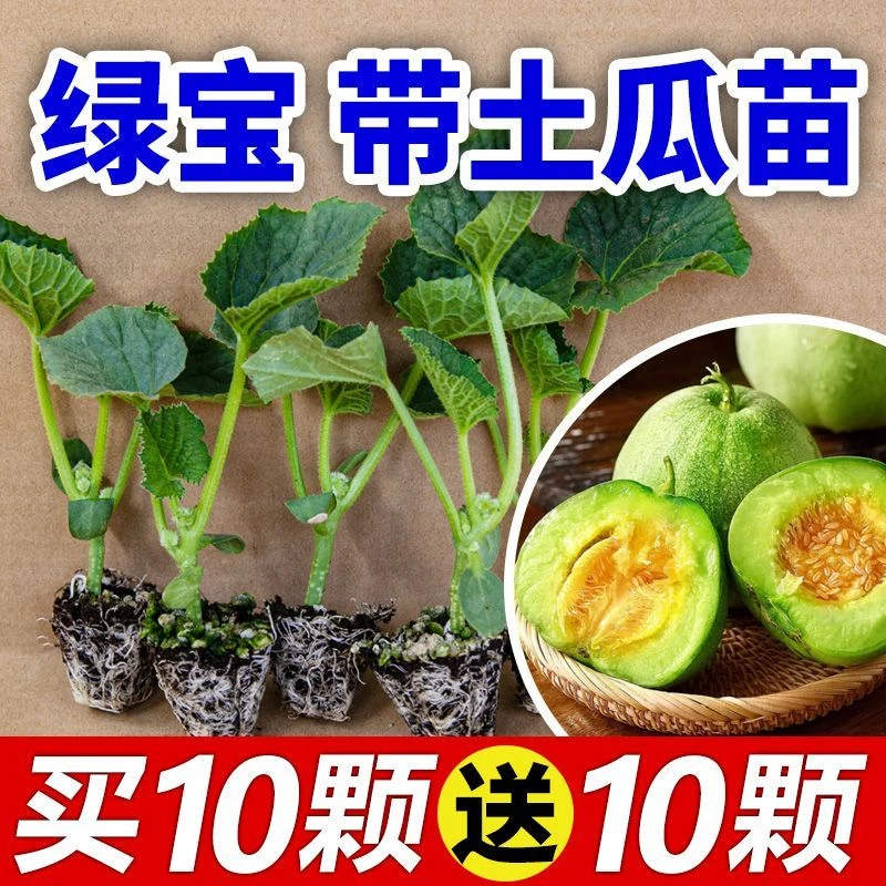 绿宝石秧苗甜瓜种苗白玉懒人盆栽阳台庭院冰糖高产水果苗子香瓜苗