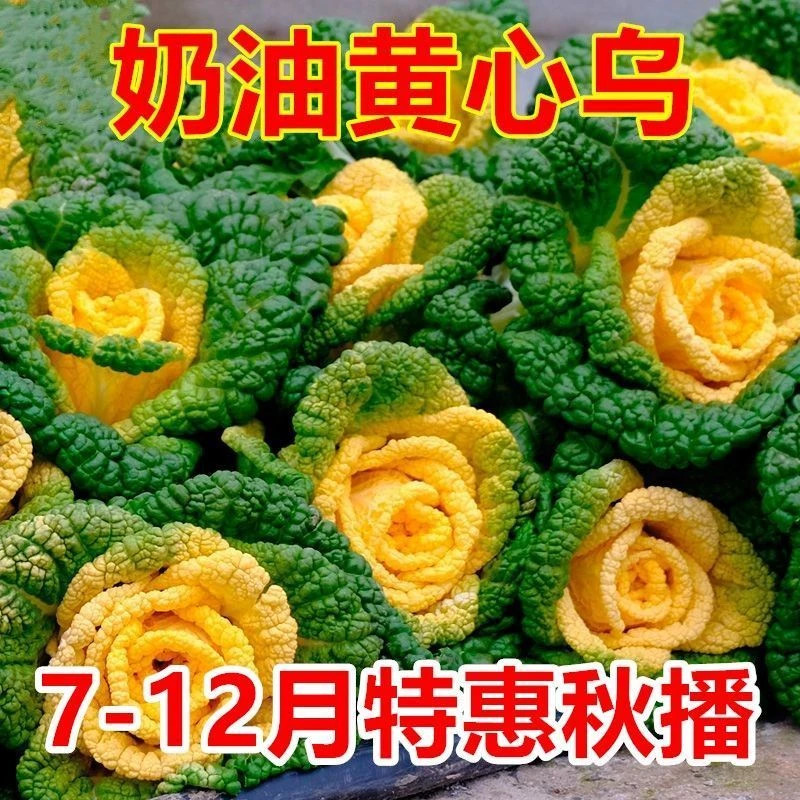 奶油黄心乌种子耐寒黄心乌塌菜种籽菊花心青菜四季蔬菜秋冬季播种