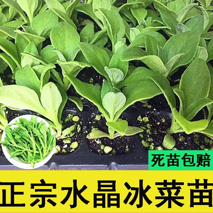 冰菜种苗大苗冰草种子新品种水晶冰菜苗四季蔬菜秧苗春秋阳台菜园