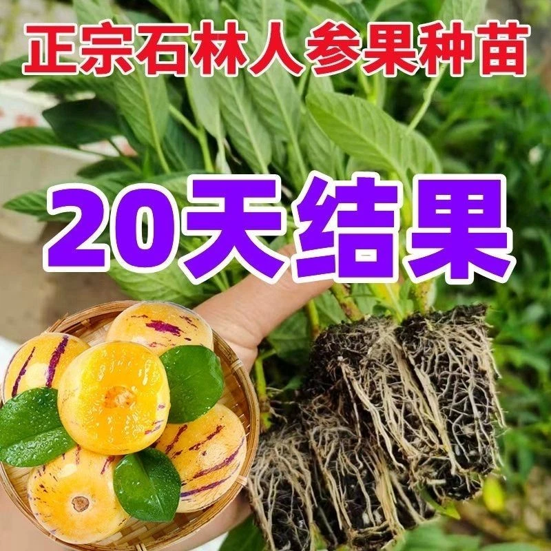 【20天结果】人参果苗盆栽人生果树苗仙桃长寿果子苗正宗水果苗四季