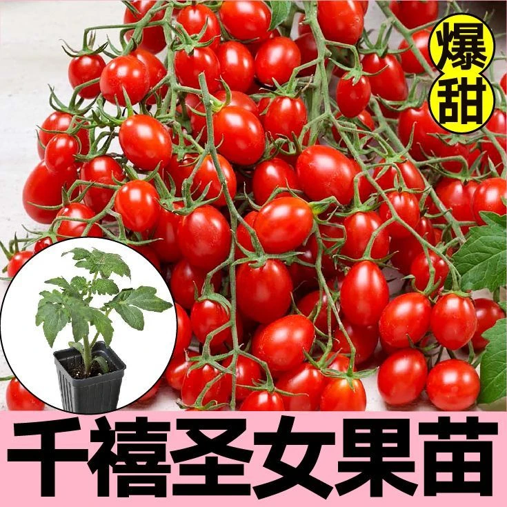 超甜爆汁千禧圣女果苗秧红黄白小番茄种子四季春秋盆栽穴盘带土苗