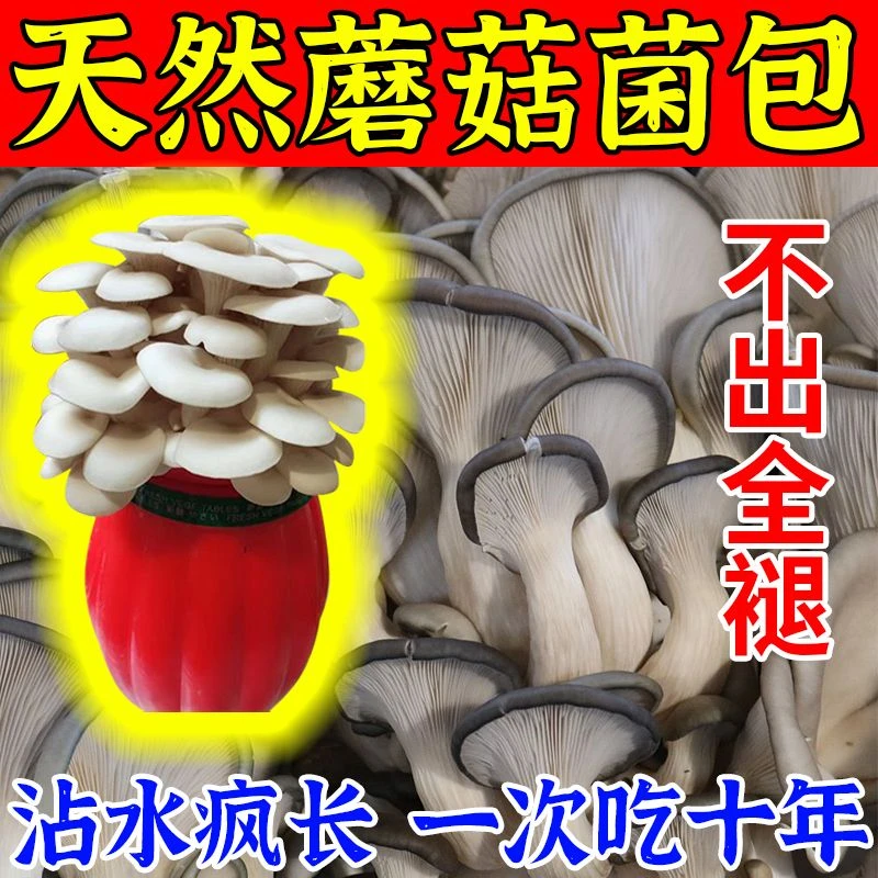 【不出菇包赔】家庭种植蘑菇菌包食用菌棒蘑菇种植包食用平菇菌种