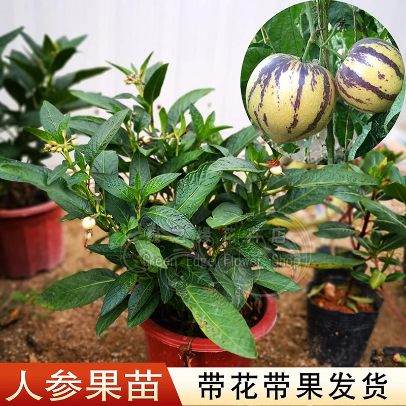 正宗人参果苗七彩茄瓜长寿果盆栽人生果苗仙桃果苗果树苗四季结果