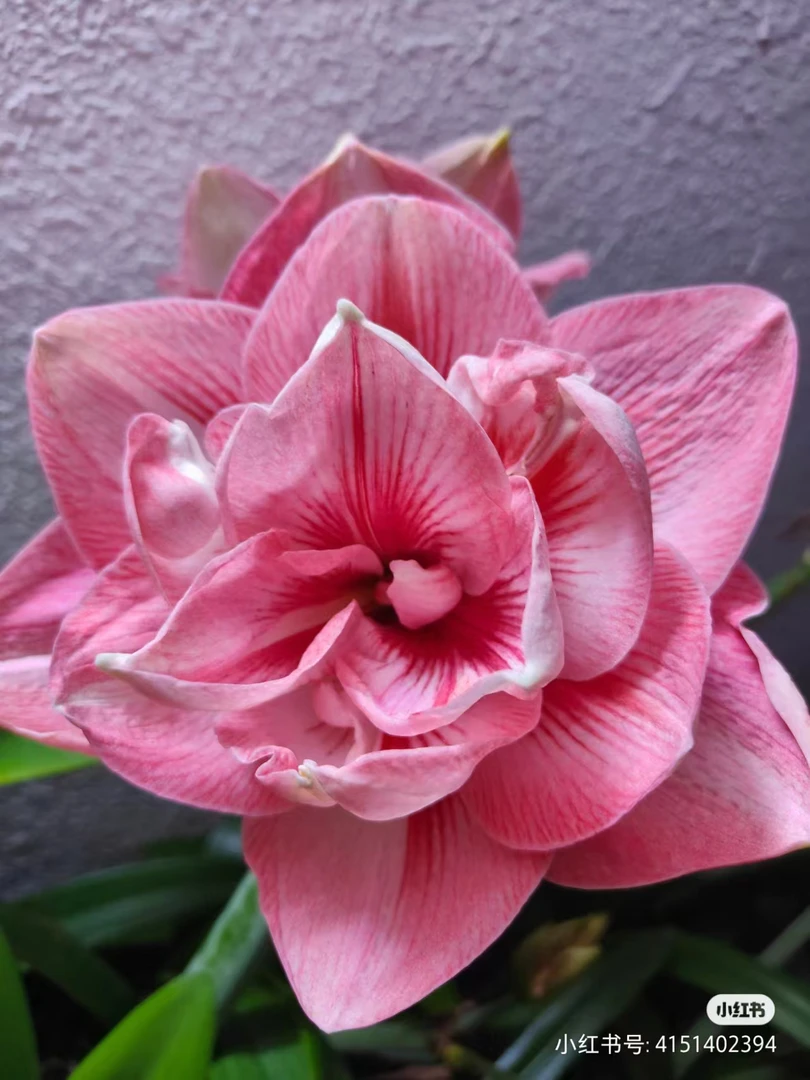 兰妮澳朱国内自育朱顶红国包品种