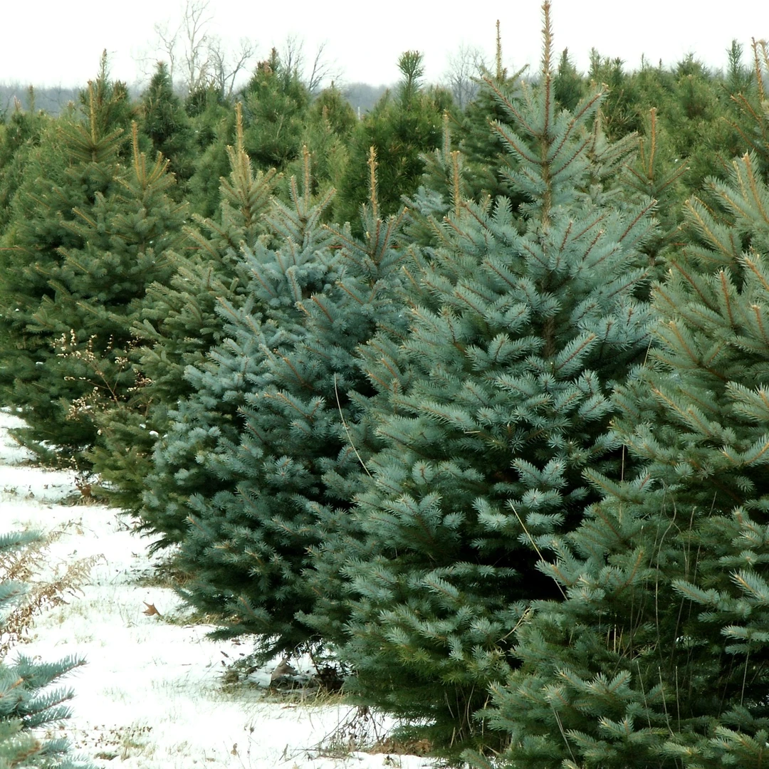 圣诞树真树挪威云杉耐寒绿植盆栽庭院种植道路绿化酒店商场装饰