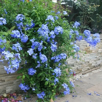 蓝雪花 灌木 多年生四季开花 花开不断四季开花室内阳台绿植