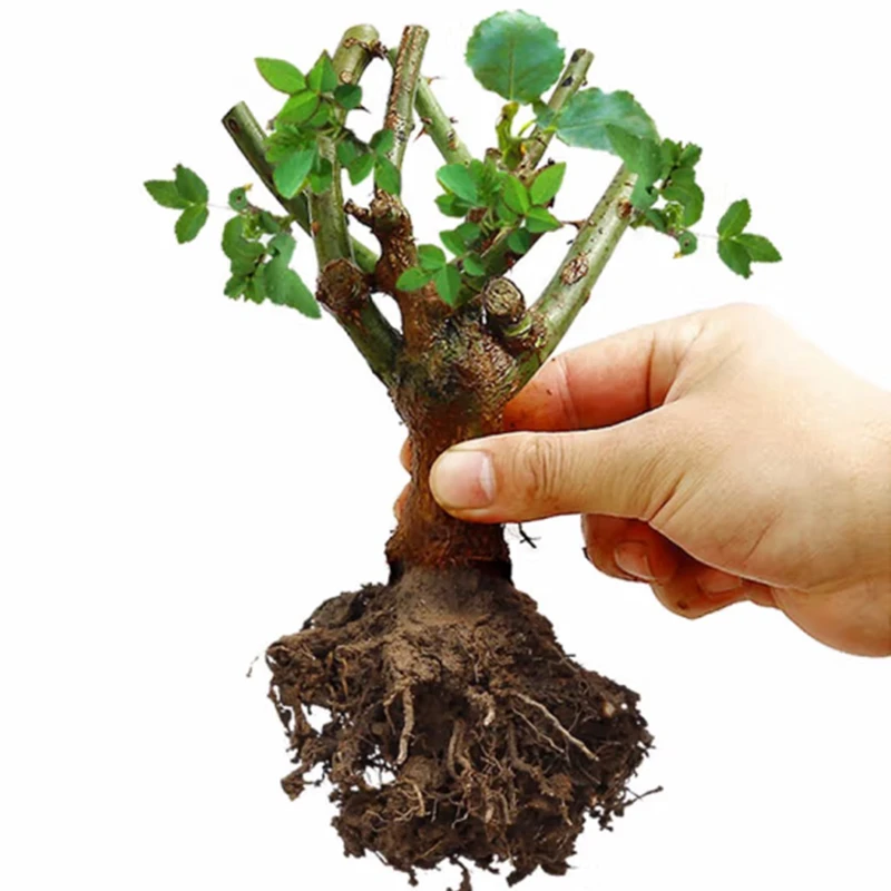 玫瑰花苗月季老桩四季开花盆栽地栽花卉观花植物室内室外易养