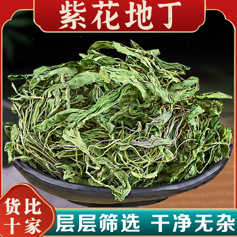 紫花地丁中药材犁头草新鲜干地丁草泡茶泡水紫花地丁草药真材实料