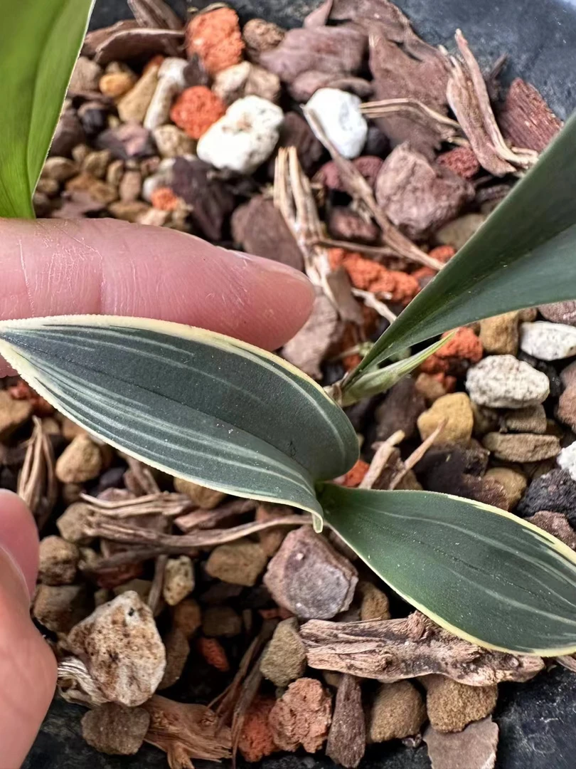 兔耳兰，绿植盆景，观叶盆景，阳台盆景，庭院盆景。