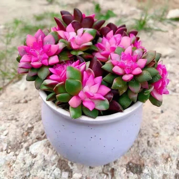 【带盆栽好】多肉植物吹雪之松锦盆栽组合桌面绿植花卉卡日松肉肉